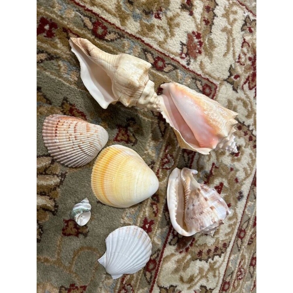 Beach Shell Lot (7) includes Conches - Picture 7 of 8